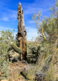 A dying Giant Saguaro in the Sonoran Desert
