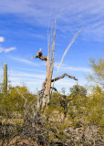 Saguaro cactus skeleton still standing in the Sonoran Desert