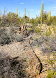 Fallen Saguaro decomposing in the Sonoran Desert