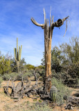 2017 Cycle of Life – Sonoran Desert