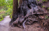 Root system of a giant redwood in Muir Woods National Monument