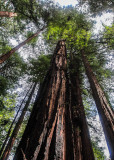 Muir Woods NM California (2017 & 2018)