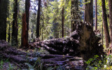 Fallen redwood along the Prairie Creek Trail in Redwood National Park