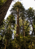 Redwood tree towers over the forest in the Lady Bird Johnson Grove in Redwood National Park