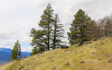 Field along the Green Springs Mountain Loop Trail in Cascade-Siskiyou National Monument