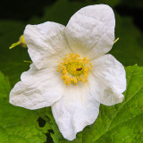 Flower along the Columbia River Gorge
