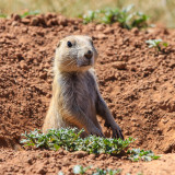 Black-Tailed Prairie Dog stands at attention in Prairie Dog Town in Devils Tower National Monument