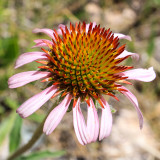 Flower in Hell Canyon in Jewel Cave National Monument