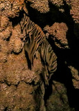 Drapery flowstone formation on the ceiling in Jewel Cave National Monument