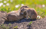 Mother and baby Prairie Dogs outside of their den in Badlands National Park
