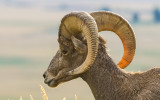 Close up of a Bighorn Sheep in Badlands National Park
