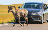 A Bighorn Sheep stops traffic in Badlands National Park