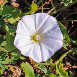 A flower in Badlands National Park