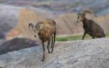 Bighorn Sheep climb over a ridge in Badlands National Park