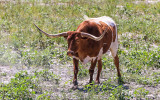 Longhorn steer in Theodore Roosevelt NP - North Unit