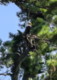 Mature eagle in Voyageurs National Park
