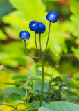 Wild blueberries along the Blind Ash Bay Trail in Voyageurs National Park