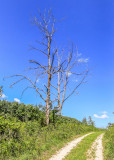 Barren trees on the edge of the Tallgrass Prairie in Effigy Mounds National Monument