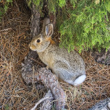 Cottontail rabbit in Scotts Bluff National Monument
