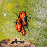 Bug family on a leaf in Scotts Bluff National Monument