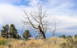 Dead tree near the North Overlook in Scotts Bluff National Monument