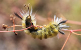 Caterpillar back on a branch after it landed on my lens hood in Gila Cliff Dwellings National Monument