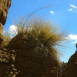Grasses on a rock along the Echo Canyon Trail in Chiricahua National Monument