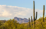 Sonoran Desert NM  Arizona (2017)