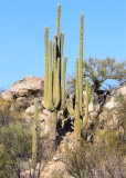 Saguaro cactus on a rocky hill in Catalina State Park