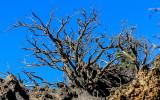 Dormant bush on lava against a deep blue sky in Sunset Crater Volcano National Monument