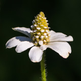 Flower blooming next to a desert spring in Desert National Wildlife Refuge