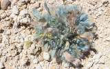 Blooming plant at the Tule Springs Archeological Site, South Unit in Tule Springs Fossil Beds NM