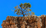 Pine tree on a cliff at Sunset Point in Bryce Canyon National Park