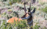 Pronghorn Antelope on the butte in Fossil Butte National Monument
