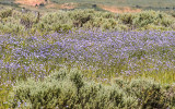 Field of blooming flowers in Fossil Butte National Monument