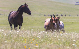 Horses in a meadow along the Ok-A-Beh Scenic Drive in Bighorn Canyon National Recreation Area - North