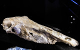 Hagerman Fossil Beds NM Idaho (2018)