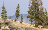 Trees grow from cracks in the granite domes along the Tioga Road in Yosemite National Park