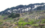 Cypress trees in the fog near the coastline in Golden Gate Park
