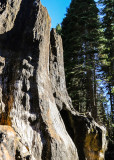Afternoon sun on the Chicago Stump in Giant Sequoia National Monument