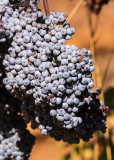 Fruit on a bush in Giant Sequoia National Monument