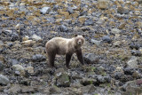 Brown Bear (grizzly)