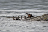 Harlequin Duck with chicks