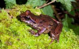 Coastal Tailed Frog