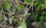 Ruby-crowned Kinglet