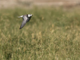 White-winged Tern (Chlidonias leucopterus)