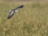 White-winged Tern (Chlidonias leucopterus)