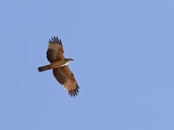 Oriental Honey Buzzard (Pernis ptilorhynchus)