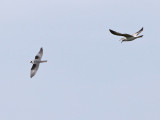 Black-winged Kite (Elanus caeruleus)