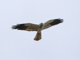 Montagus Harrier (Circus pygargus)